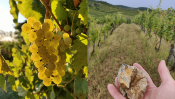 Slepá degustace: Východní přísliby